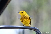 Setophaga petechia Paruline jaune Yellow warbler Para di misa DSC_7082_tn